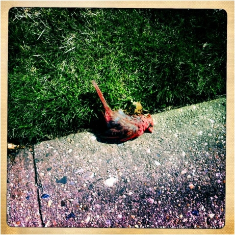 Dead Cardinal